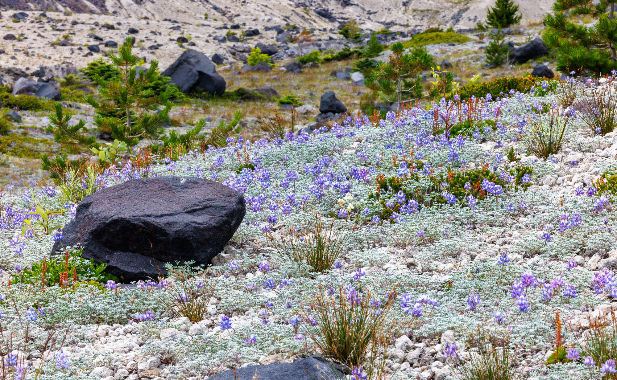 Loowit — Mount St. Helens ride, photo 19