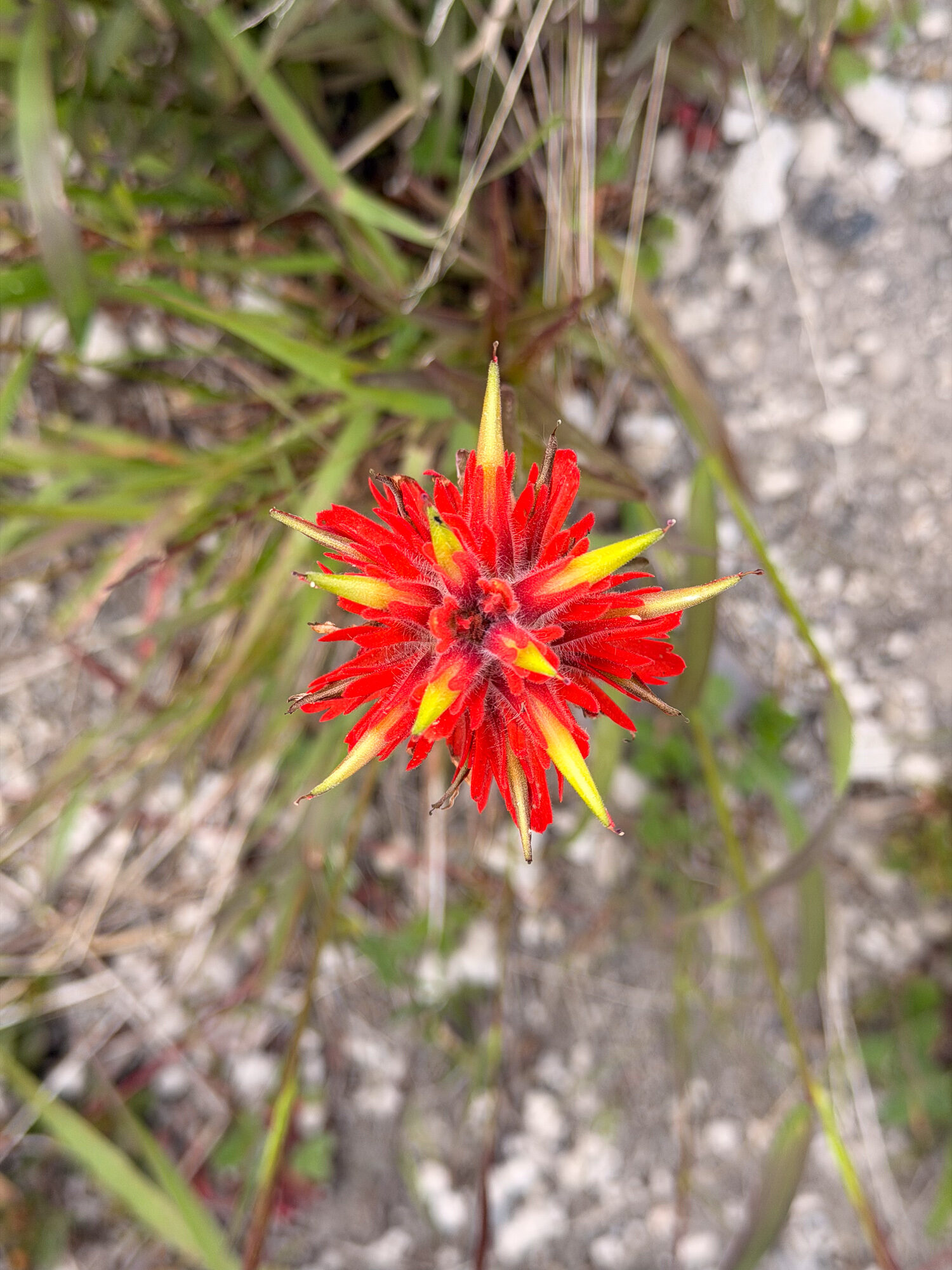 A single scarlet Indian paintbrush bloom close up, like a starburst