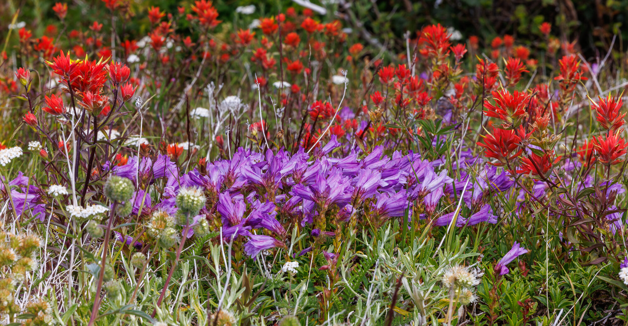 A dense mass of purple penstemon, red paintbrush and pearly everlasting