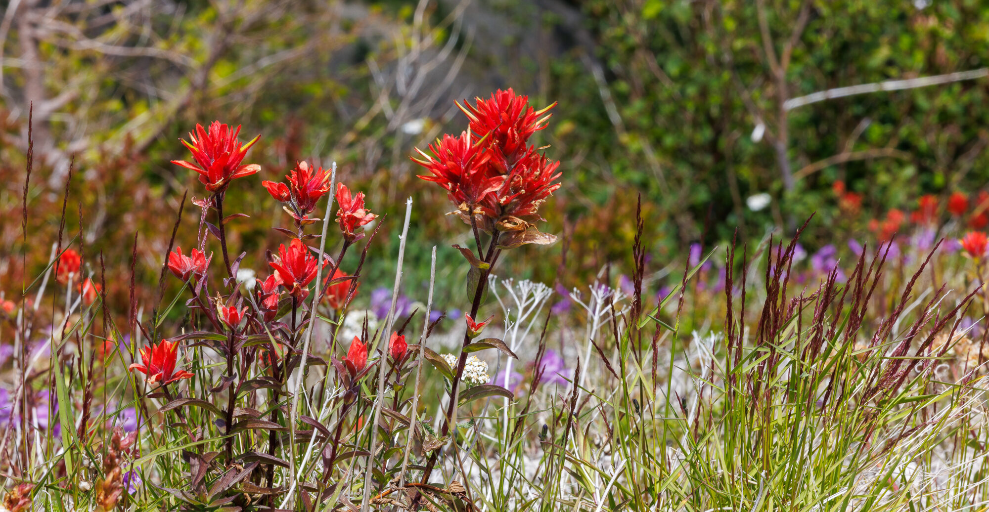 Loowit — Mount St. Helens ride, photo 39