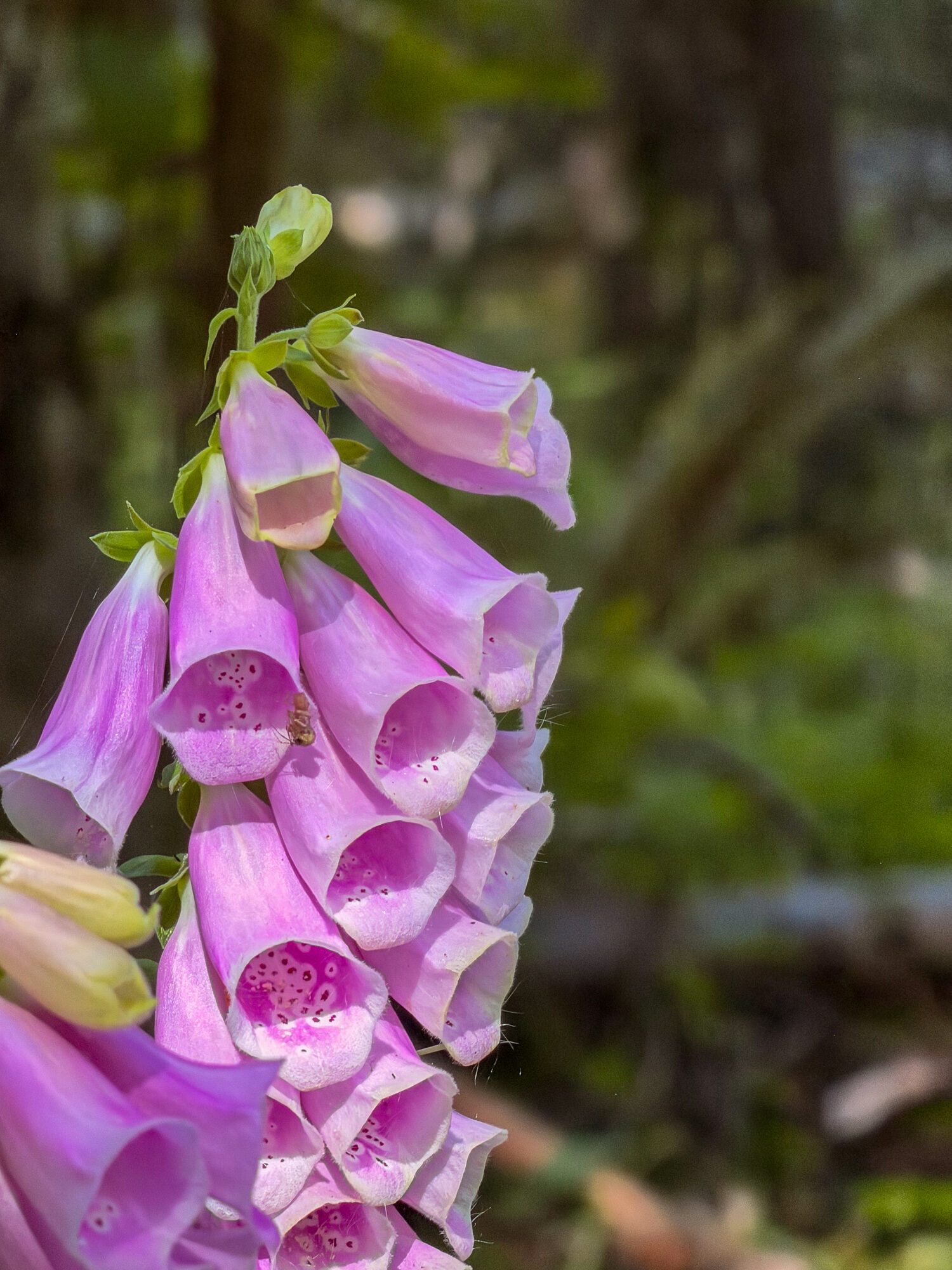 A single foxglove stalk close up, pink bells with spotted throats