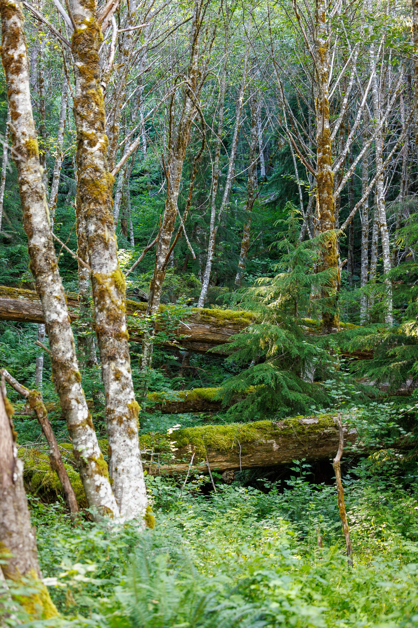White-barked birches lining the old decommissioned road down Smith Creek